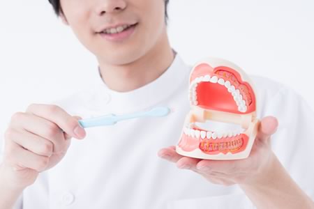 歯面と歯茎の磨き方